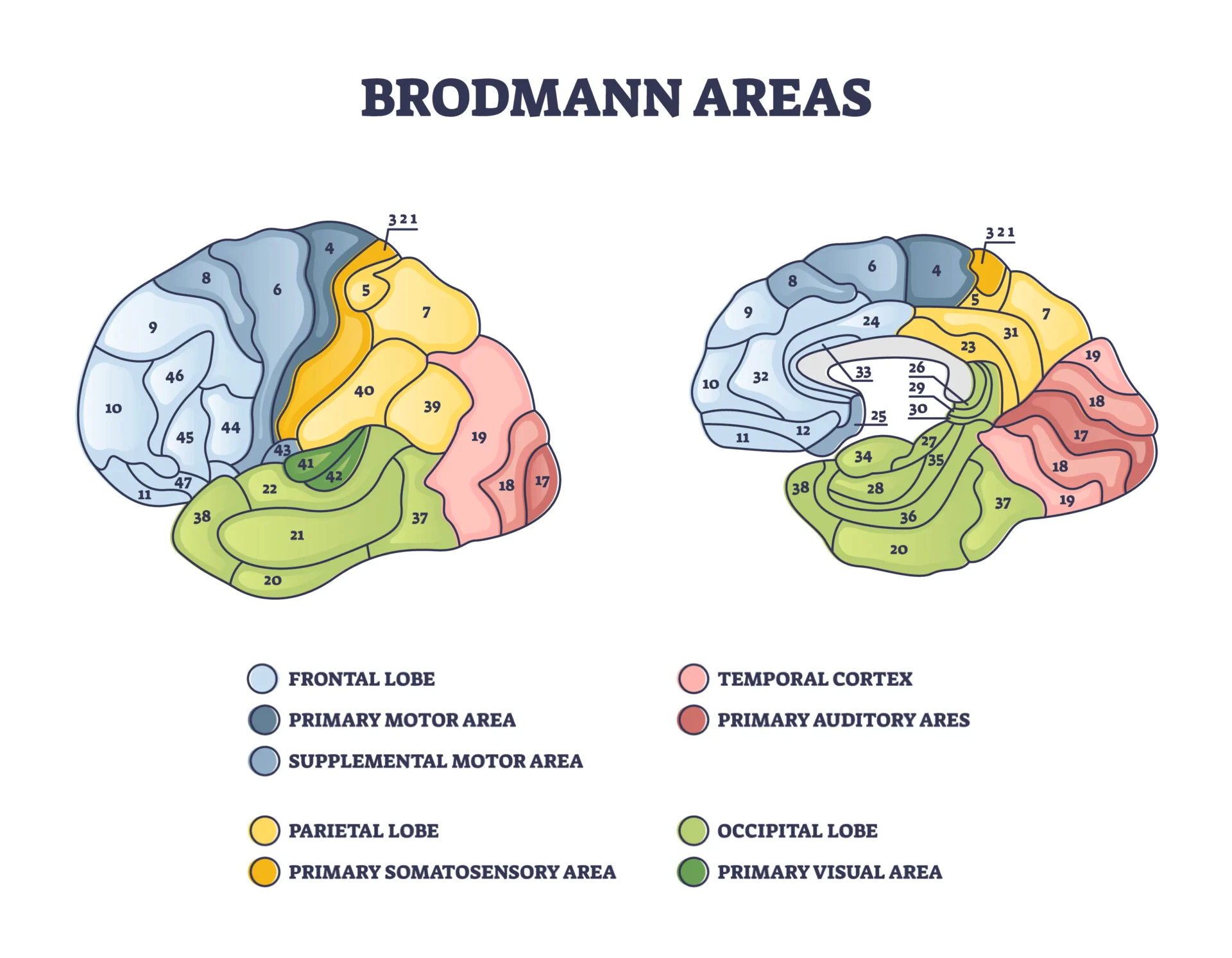 Brodmann