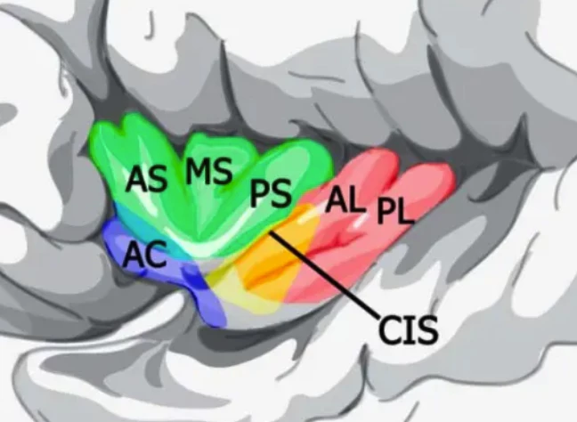 Insular Lobe